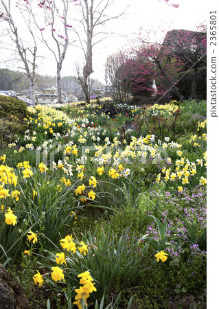 A farmer's garden with daffodils 2365801