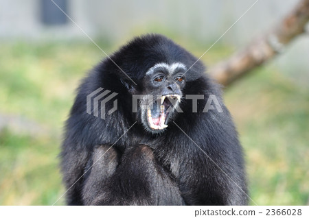 White gibbon monkey 2366028