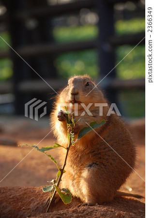 Prairie dog Prairie dog 2366349