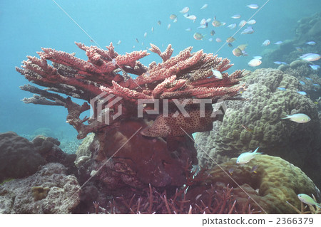Coral and Sakurahata Australia Great Barrier Reef 2366379