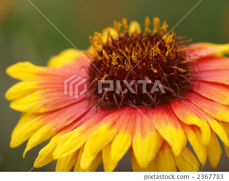 White flower flowers White flower flowers 2367783