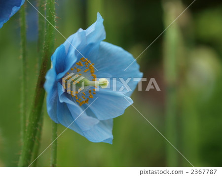 喜馬拉雅山的花朵 2367787