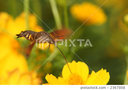 Hoshi hojaku在徘徊時蜂蜜 2367808