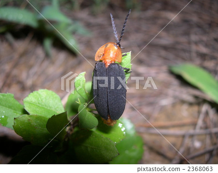 Miyako mad firefly 2368063