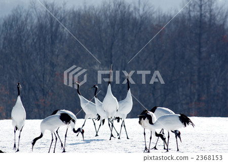 tancho crane, crane 2368153