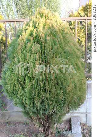 Winter Conifer Conto Winter Conifer Conto 2368235