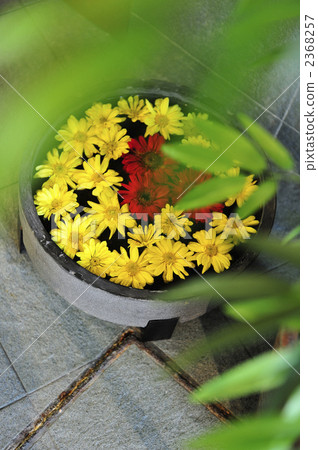 flower display, beauty salon, gerbera 2368257