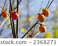 shibugaki, japanese persimmon, persimmon 2368271