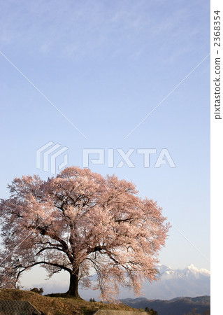 在Mizuka和Yatsugatake山的櫻花 在Mizuka和Yatsugatake山的櫻花 2368354