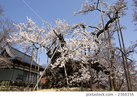 櫻花小次郎 櫻花小次郎 2368356