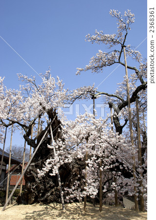 櫻花小次郎 櫻花小次郎 2368361
