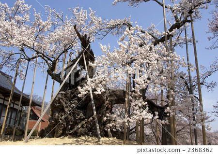 櫻花小次郎 櫻花小次郎 2368362