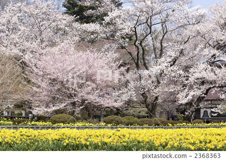 Cherry blossoms and daffodils 2368363
