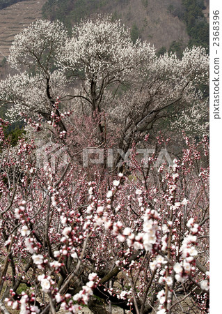 杏的杏 杏的杏 2368396