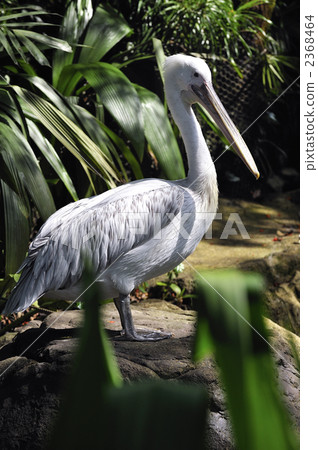 jairo pelican, west high good b pelican, pelican 2368464