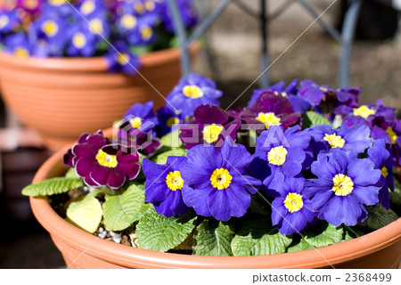 Primula Poliansa flowers Primula Poliansa flowers 2368499