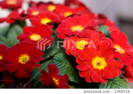 報春花Poliansa花 報春花Poliansa花 2368516
