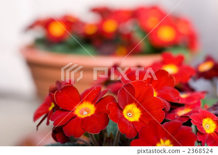 報春花Poliansa花 報春花Poliansa花 2368524