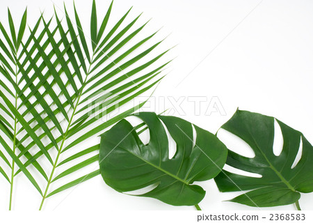 Monstera and Areca Yashi Monstera and Areca Yashi 2368583