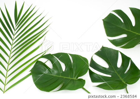 Monstera and Areca Yashi 2368584
