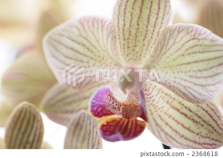 Phalaenopsis orchid  2368618