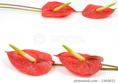 Anthurium flowers 2368622