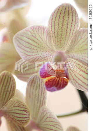 Phalaenopsis orchid  2368623