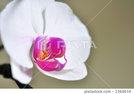 Phalaenopsis orchid  2368634