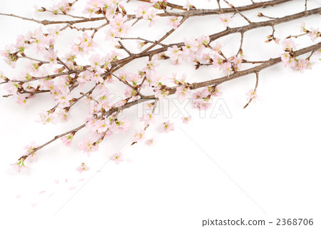 Keikaku cherry blossoms 2368706