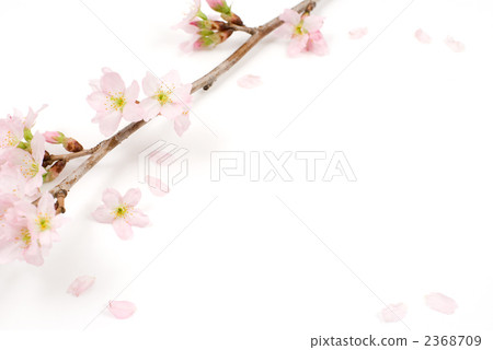 Keikaku cherry blossoms 2368709