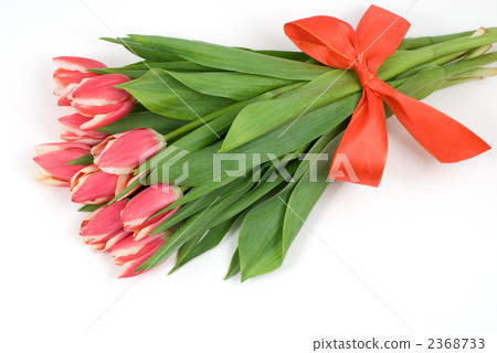 Red tulip bouquet 2368733