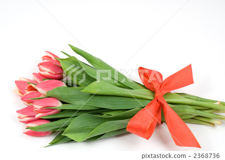 Red tulip bouquet 2368736