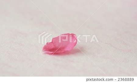 花瓣 單張 桃花 2368889