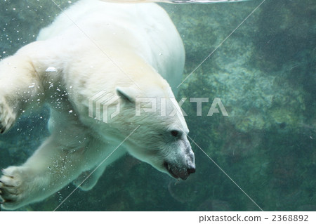 熊 北極熊 陸生動物 2368892