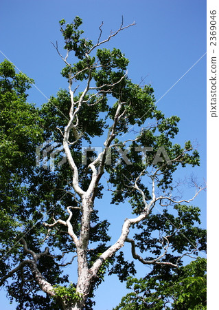 二世古竹筍的一棵大樹 二世古竹筍的一棵大樹 2369046