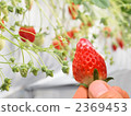 Strawberry picking 2369453