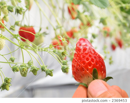 Strawberry picking Strawberry picking 2369453