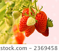 Strawberry picking 2369458
