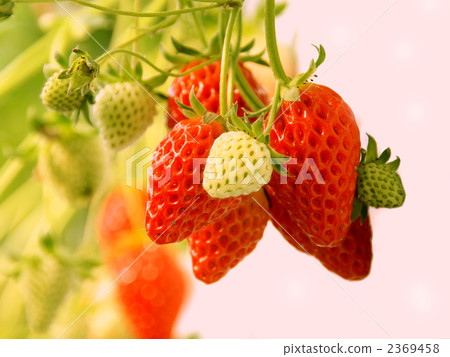 Strawberry picking Strawberry picking 2369458