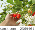 Strawberry picking 2369461