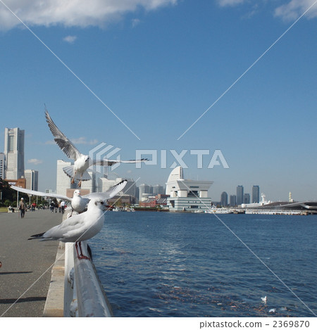 gull, gulls, sea gull 2369870