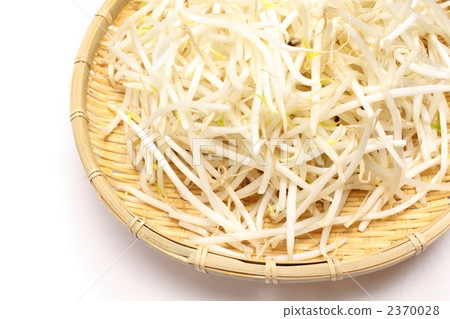 綠豆芽 2370028