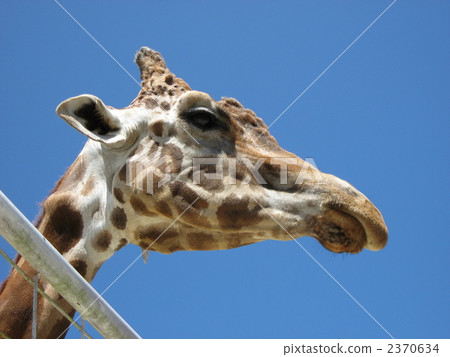 Giraffe  2370634
