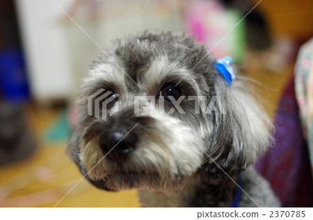 dog, dogs, miniature schneider mix 2370785