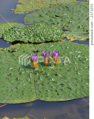 芡實 芡實 2371055