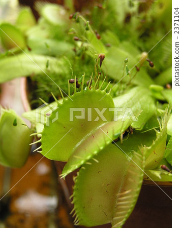 Fly Trigus (Herzogoku, Fried rice) 2371104