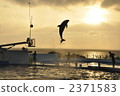 海豚表演在夕陽下 2371583