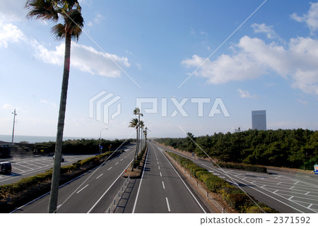 南方國家的植物 鋪路 石板路 2371592