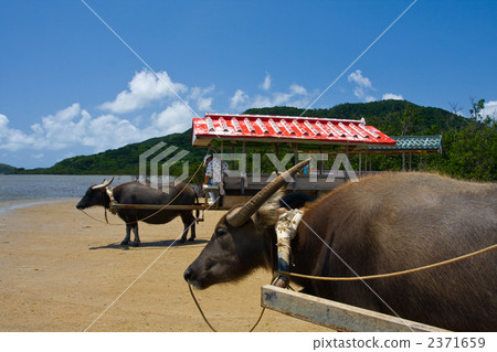 西表島的水牛城汽車 2371659