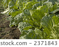 No-pesticide Chinese cabbage of the own vegetable garden 2371843